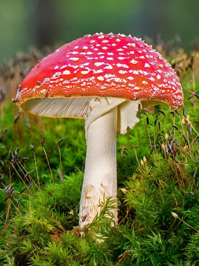 10 Most Mind-Blowing Mushrooms on Earth
