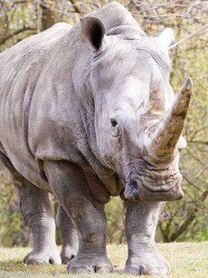 Top 10 Animals With the Toughest Skin