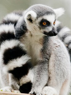 10 Rare Animal Species Found Only in Madagascar