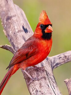 10 Most Beautiful Red Animals in the World