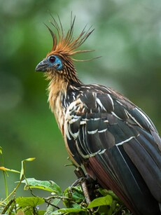 Meet Hoatzin, the Stinky Bird That Eats Like a Cow