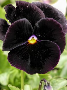 10 Black Flowers That Bloom Only in Winter