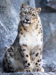 Top 10 Rare Animals Found in Ladakh