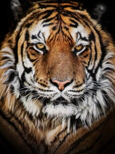 Top 10 Animals to See in Bandipur National Park