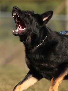 Top 10 Scariest Dog Breeds in the World