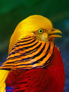 10 Most Beautiful Animals That Shine Like Gold