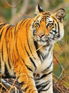 9 Must-Visit National Parks in North India to Spot Tigers