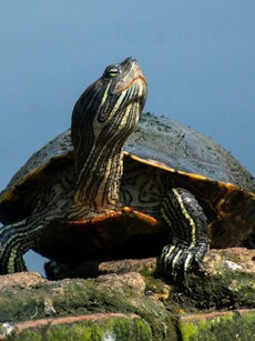 Top 7 Rare and Endangered Turtle Species Found in India