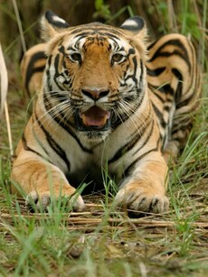 9 Hidden National Parks in South India for Wildlife Lovers