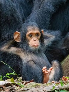 Wildlife Photography: Top 10 Funniest Animal Photos Ever