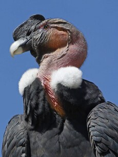 Top 10 Most Dangerous Flesh-Eating Birds in the World