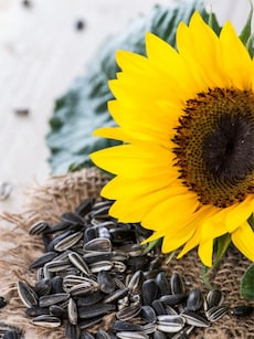 9 health benefits of having a spoonful of sunflower seeds daily