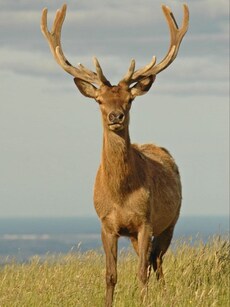 Top 10 Largest Deer Species in the World