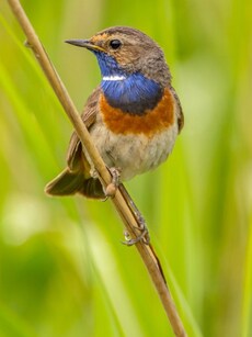 8 Best Places to Spot Migratory Birds in India