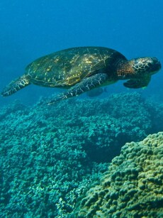 8 of the World’s Top Places to Spot Sea Turtles