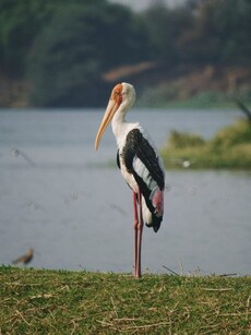 9 Wildlife Getaways Near Delhi for a Perfect New Year Escape