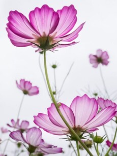 Top 10 Most Beautiful and Rare Flowers in the World