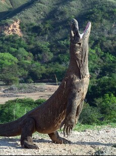 Top 10 Largest and Deadliest Reptiles in the World