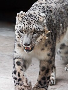 Top 10 Rare and Most Elusive Wild Animals in India