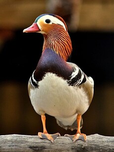 Top 10 Incredible Duck Species in the World