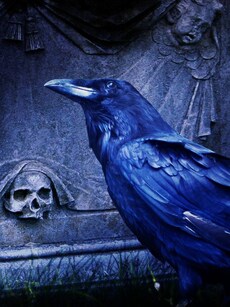 10 Animals That Represent Death Across Cultures