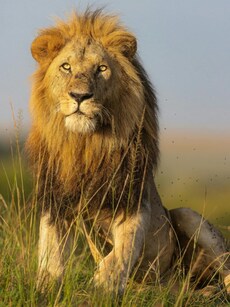 10 Most Famous Safari Destinations Around the World