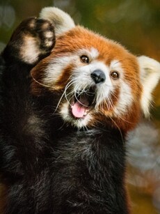 10 Animals That Aren’t What Their Names Suggest