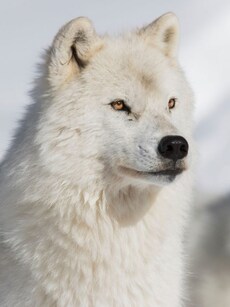 8 Breathtaking Images of White Wolves in the Wild