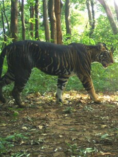 9 Must-See Spots in Similipal National Park– Home of the Black Tiger