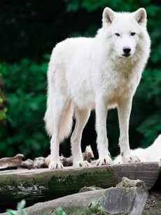 7 Breathtaking Places to Spot White Wolves in the Wild