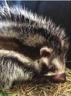 Meet the World’s Deadliest Rat that Can Kill an Elephant with One Bite