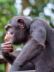 10 Rare Animals Known for Their Incredible Memory