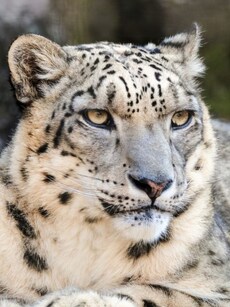 Top 10 Animals You Can Spot Only During Winter in India