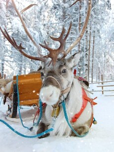 Top 10 Fascinating Reindeer Facts For Christmas