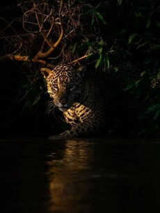 10 Unmissable Photos from European Wildlife Photographer of the Year