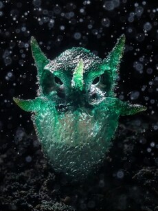 11 Award-Winning Nature Photos That Will Leave You Speechless