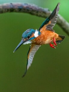 Top 6 National Parks and Wildlife Sanctuaries in Goa