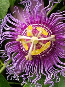 Best winter creepers you can grow in your lawn