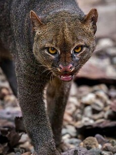 Top 10 Rare Animals Found in the Amazon Rainforest