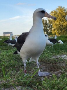 Meet Wisdom: The World’s Oldest Living Bird