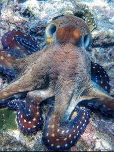 Meet the Master of Disguise: 10 Surprising Octopus Facts