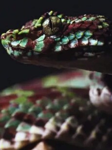 10 Rare and Unusual Wild Animal Species Discovered in 2024