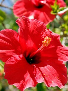 10 reasons to add hibiscus to your hair, skin, health routine