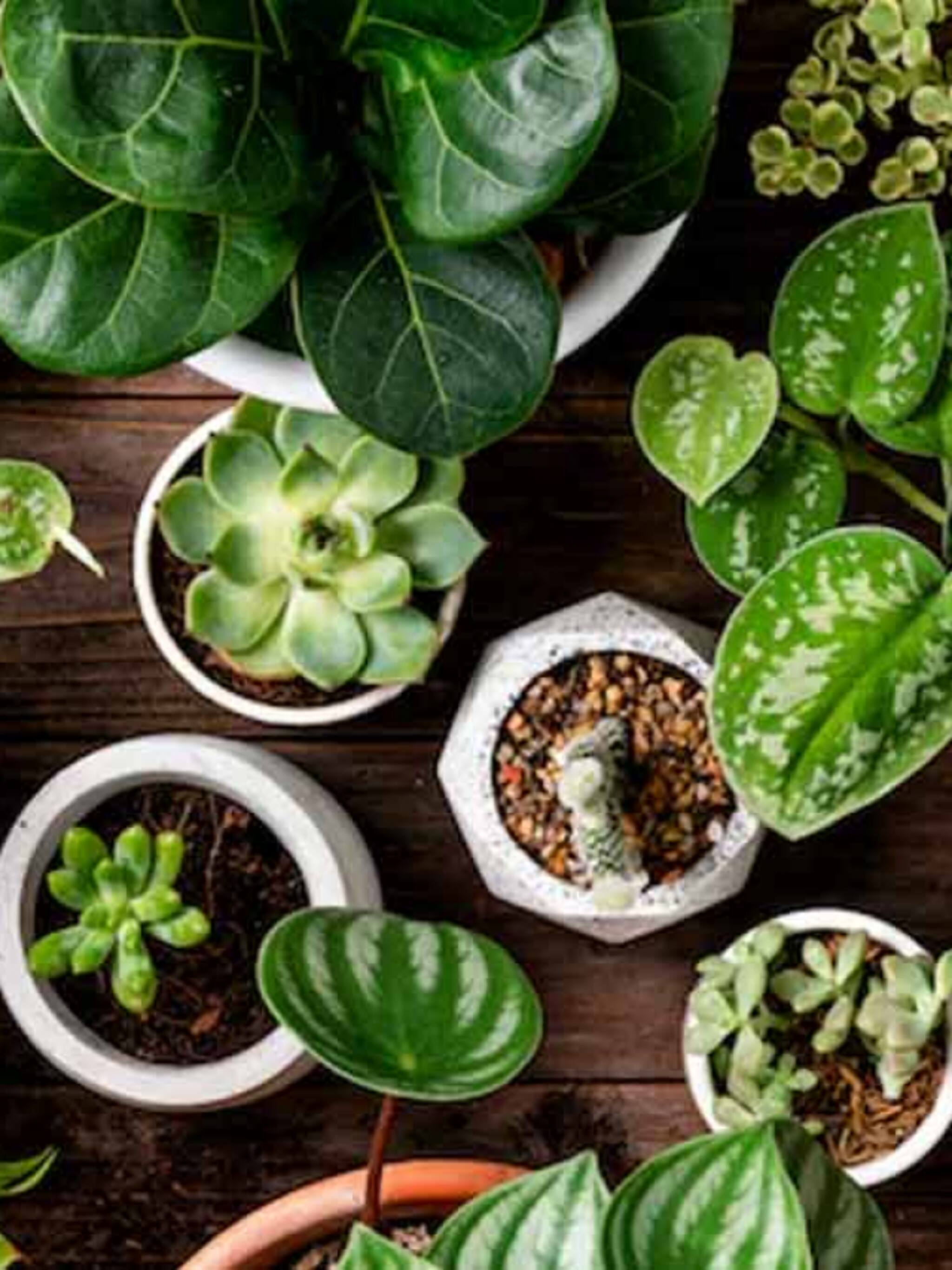 ही 5 घरातील झाडे कधीही थेट सूर्यप्रकाशात ठेवू नयेत