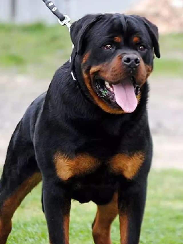 Top 10 Highly Intelligent Dog Breeds