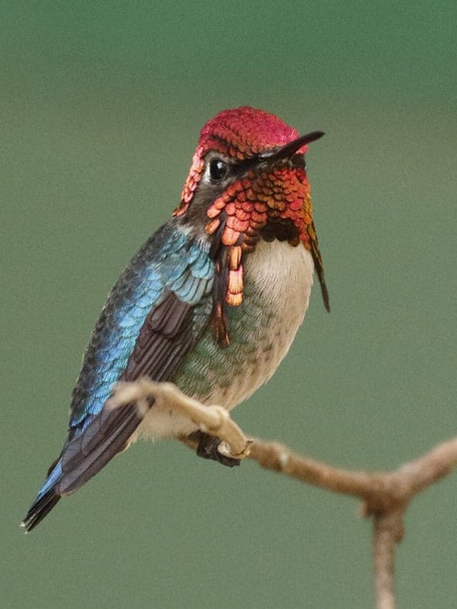 5 Smallest Birds In The World