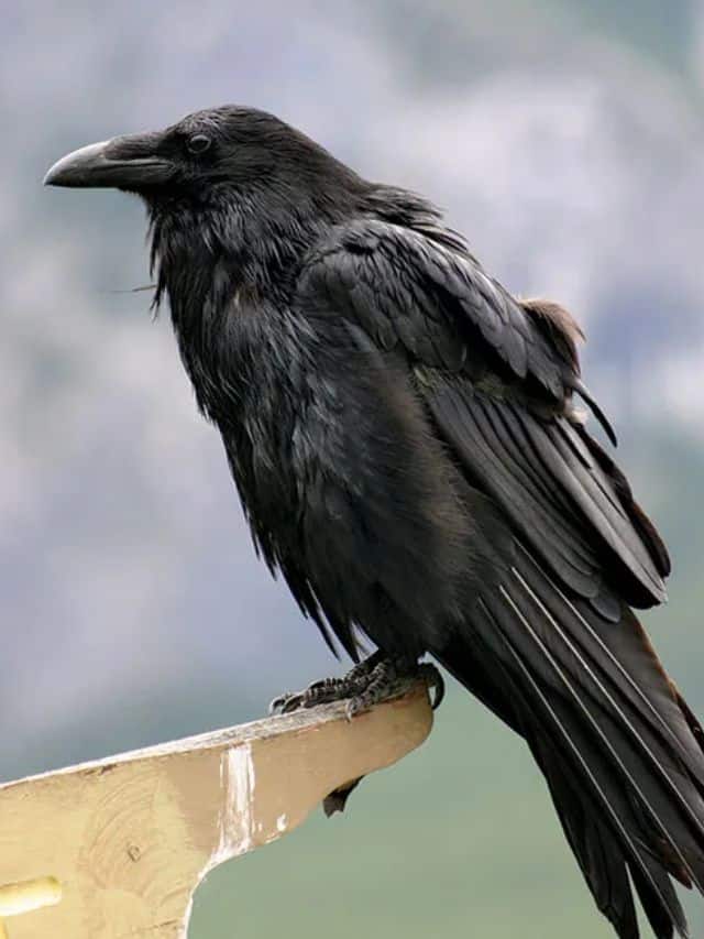 World's Top 10 Smartest Animals
