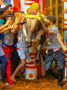 9 Lesser-Known Facts About Jallikattu &ndash; India&rsquo;s Bull-Taming Festival