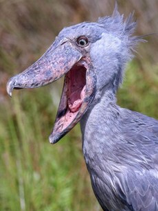 8 Weirdest Birds with Extraordinary Beaks