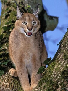 Caracals: 10 Facts About India’s Rare Wild Cat Facing Extinction